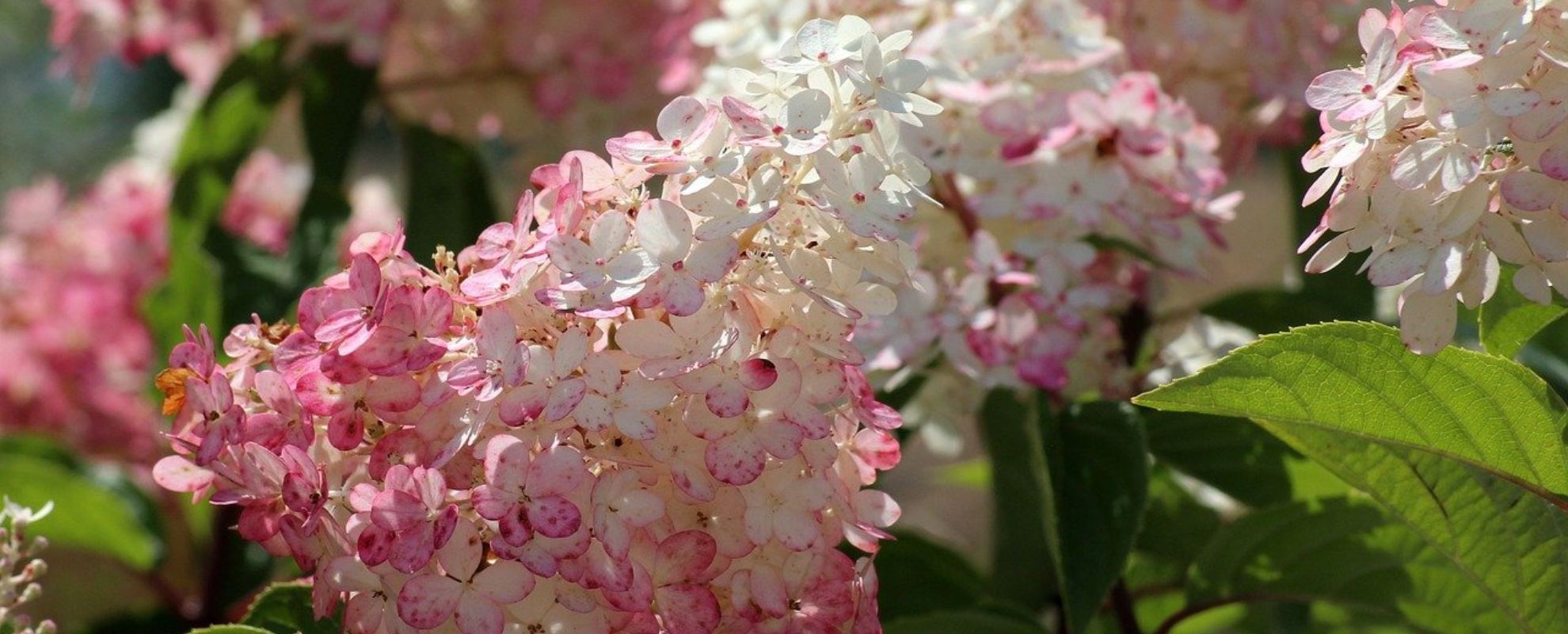 Hydrangea - Hortenzia metlinatá